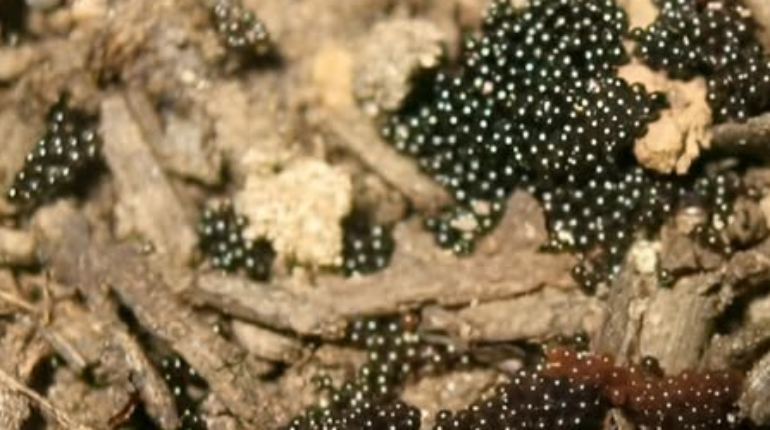 Garden Pests Lyme Disease Pest Control Safe Destruction Tick Eggs Tick Prevention 