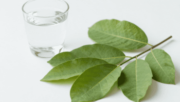 Zahnhygiene: Wie Guavenblätter helfen, Zähne aufzuhellen und den Atem natürlich zu erfrischen