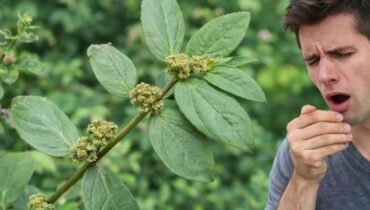 Euphorbia Hirta: Wie diese tropische Pflanze die Gesundheit der Atemwege und das Verdauungsgleichgewicht auf drei Kontinenten unterstützt Euphorbia Hirta: Wie diese tropische Pflanze die Gesundheit der Atemwege und das Verdauungsgleichgewicht auf drei Kontinenten unterstützt