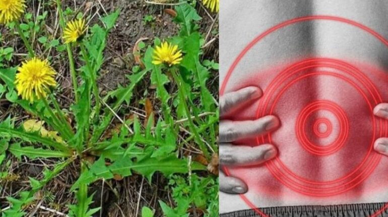 Daily Wellness Dandelion Tea Digestion Herbalism Liver Health Natural Remedies Traditional Medicine 