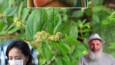 Euphorbia hirta: Wie dieses traditionelle Asthmakraut die Atemwegsgesundheit unterstützt und 29 weitere wissenschaftlich belegte Vorteile