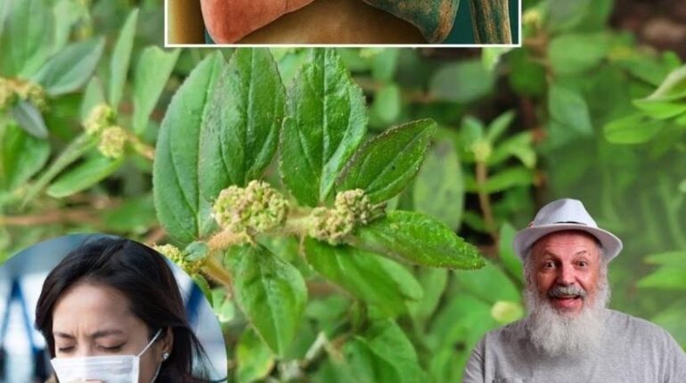 Ayurveda Daily Wellness Herbal Medicine Natural Remedies Plant Benefits Respiratory Health Traditional Medicine 