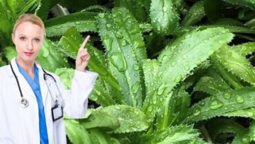 Cilantro Culantro Culinary Herbs Digestion Flavor Gardening Herbs 