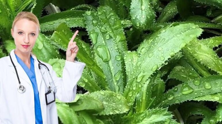 Cilantro Culantro Culinary Herbs Digestion Flavor Gardening Herbs 