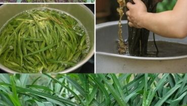 Klebriges Labkraut (Galium aparine): Wie diese gewöhnliche Pflanze Haare natürlich reinigt und stärkt – ohne Sulfate oder Silikone Klebriges Labkraut (Galium aparine): Wie diese gewöhnliche Pflanze Haare natürlich reinigt und stärkt – ohne Sulfate oder Silikone