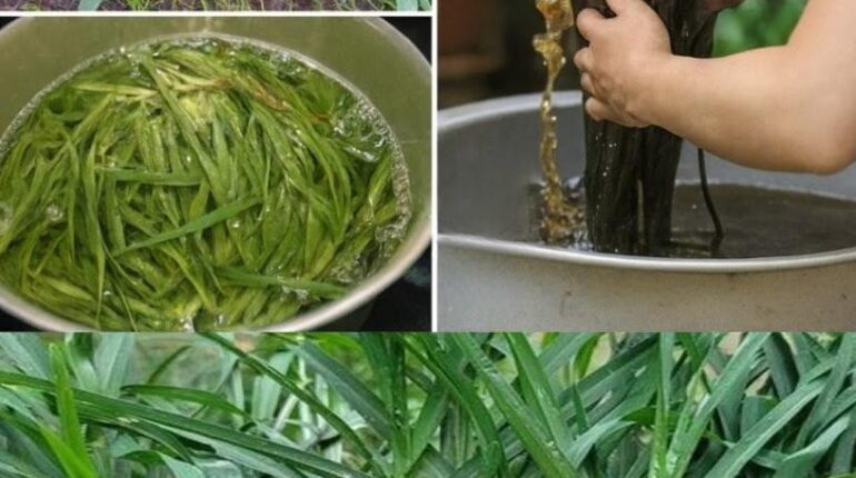 Galium Aparine Goosegrass Natural Hair Care Natural Ingredients Plant-Based Beauty Silicone-Free Sulfate-Free 