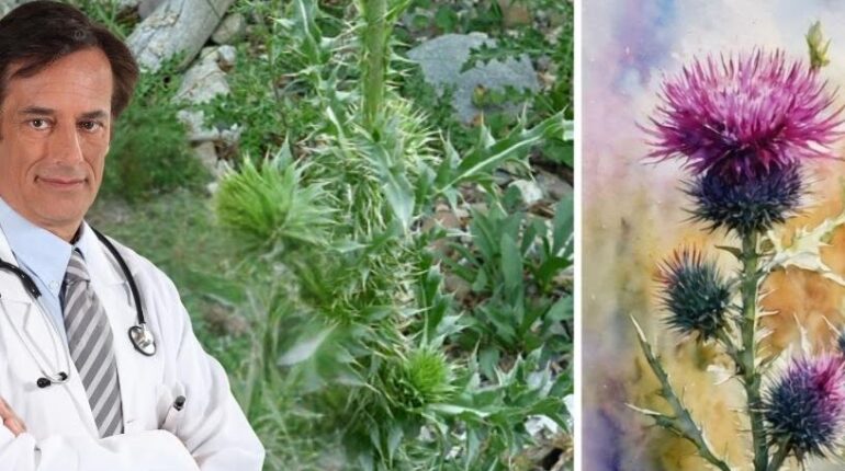 Daily Wellness Digestive Health Herbalism Immune System Liver Support Natural Remedies Plant Medicine 