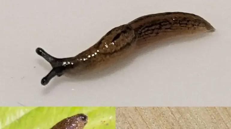 Cancer Prevention Garden Ecology Home Maintenance Pests Slugs Wildlife Safety 