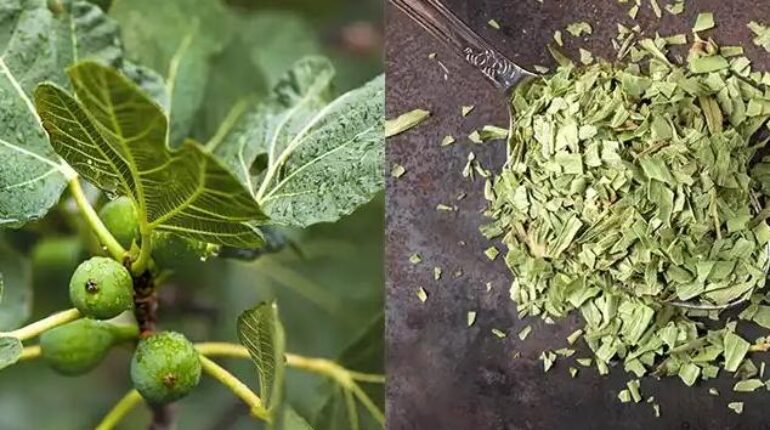 Daily Wellness Fig Leaves Health Benefits Herbal Remedies Natural Health Superfoods 