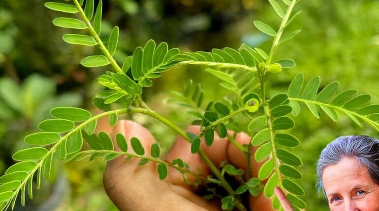 Daily Wellness Digestion Herbal Medicine Respiratory Health Skin Health Traditional Medicine Tropical Plants 