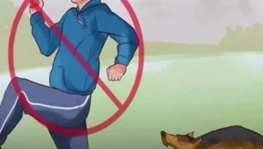 Der Überraschende Grund, Warum Ihr Hund Nicht Aufhört, Sie Zu Jagen (Und Was Tierärzte Sagen, Sollten Sie Niemals Tun) Der Überraschende Grund, Warum Ihr Hund Nicht Aufhört, Sie Zu Jagen (Und Was Tierärzte Sagen, Sollten Sie Niemals Tun)