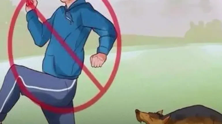 Animal Psychology Canine Communication dog behavior Dog Instincts Dog Training Pet Care 