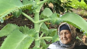 Detoxification Herbal Medicine Inflammation Kalanchoe Natural Remedies Succulent Wounds 