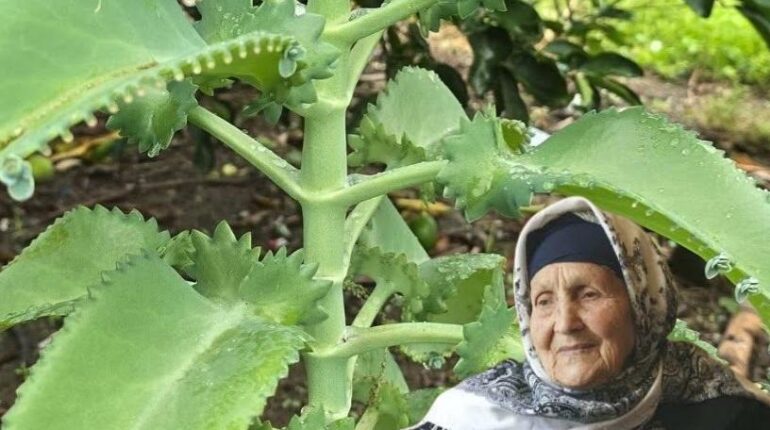 Detoxification Herbal Medicine Inflammation Kalanchoe Natural Remedies Succulent Wounds 