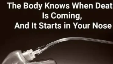 Ihre Nase kann den Tod erkennen, bevor er eintritt – Wissenschaftler erklären endlich wie Ihre Nase kann den Tod erkennen, bevor er eintritt – Wissenschaftler erklären endlich wie