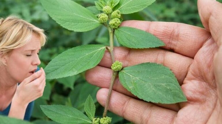 Asthma Weed Daily Wellness Herbal Medicine Natural Remedies Plant-Based Remedies Respiratory Health Traditional Medicine 