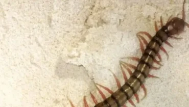 Hauscentipeden: Der überraschende Grund, warum sie in Ihrem Haus sind und was er über versteckte Probleme aussagt