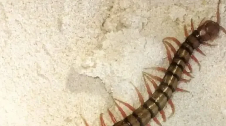 Common Pests Home Maintenance House Centipedes Insect Infestations Moisture Control Pest Control 