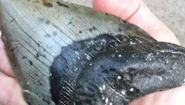 Beachcombing Discovery Food Science Fossils Megalodon Paleontology Sharks 