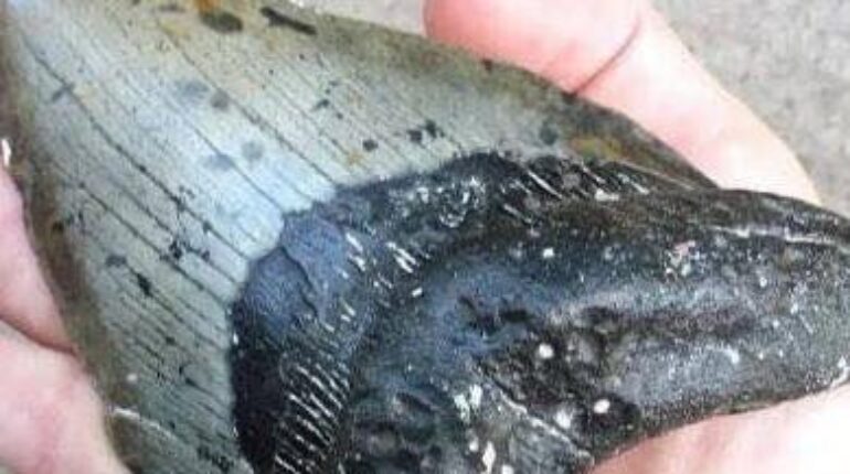 Beachcombing Discovery Food Science Fossils Megalodon Paleontology Sharks 