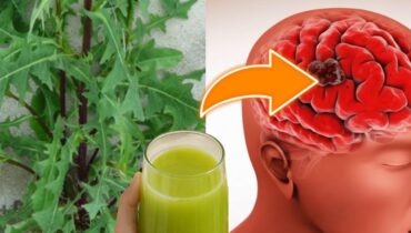 Wilder Lattich: Wie diese gewöhnliche Pflanze Schlaf, Verdauung und natürliche Entspannung unterstützt Wilder Lattich: Wie diese gewöhnliche Pflanze Schlaf, Verdauung und natürliche Entspannung unterstützt