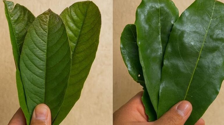 Entdecken Sie, was passiert, wenn Sie diesen tropischen Blatttee 30 Tage lang trinken