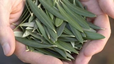 Olivenblätter: Wie dieses alte Antioxidans die Herzgesundheit unterstützt und Entzündungen auf natürliche Weise bekämpft Olivenblätter: Wie dieses alte Antioxidans die Herzgesundheit unterstützt und Entzündungen auf natürliche Weise bekämpft