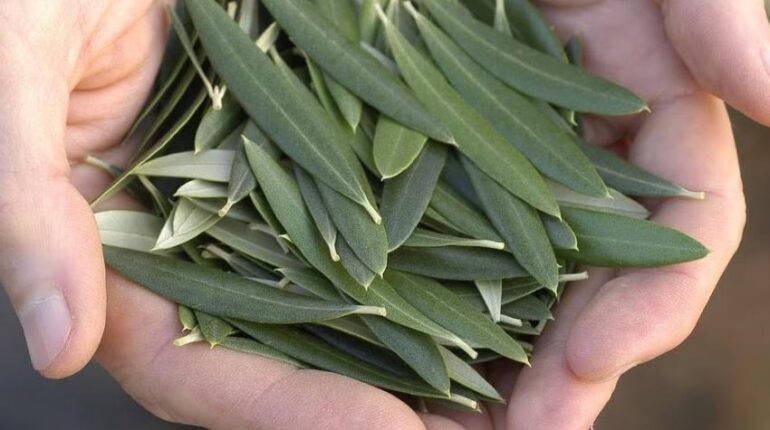 Antioxidants Heart Health Immune Support Inflammation Natural Health Olive Leaves 