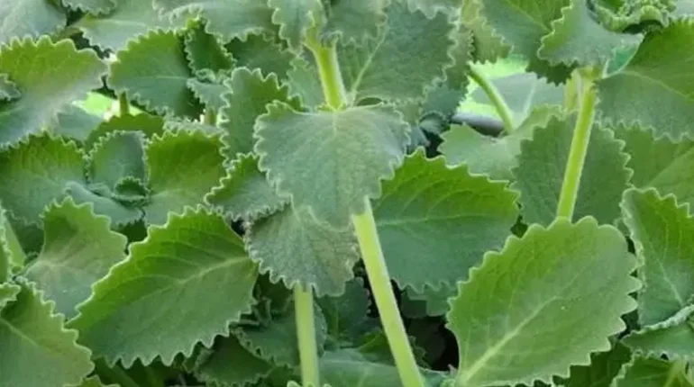 Anti-inflammatory Antibacterial Antiviral Digestive Health Immune Support Oregano Respiratory Health 