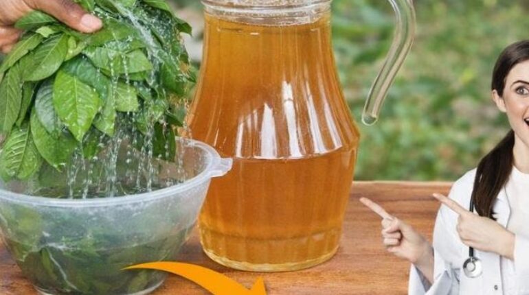 Blood Sugar Daily Wellness Guava Leaf Tea Health Benefits Herbal Tea Immune Support Traditional Medicine 