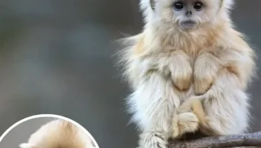 Biodiversity China Endangered Species Golden Snub-Nosed Monkey Mountain Ecosystems Primates Wildlife Conservation 