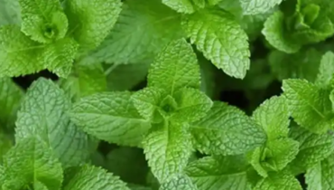 Brain Health Cognitive Function Health and Wellness Herbal Benefits Mint Natural Remedies 