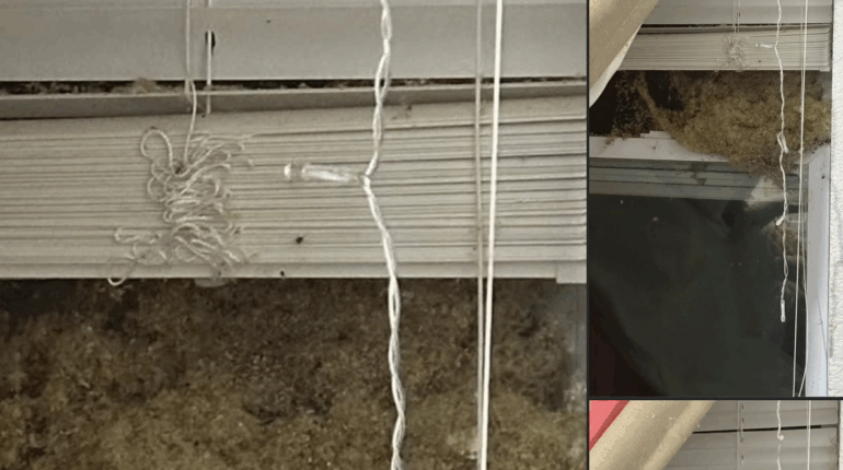 Cancer Prevention Cleaning Home Maintenance Infestation Mice Pest Control Rodents 