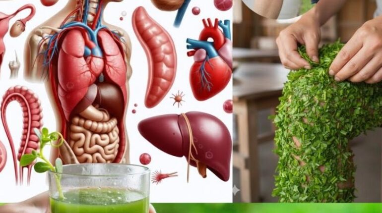 Garden Ecology Heart Health Nutrition Omega-3 Plant-Based Purslane Superfoods 