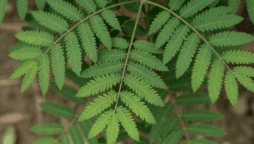 Chanca Piedra: Diese tropische Pflanze unterstützt laut traditioneller Medizin Nieren, Leber und Verdauung