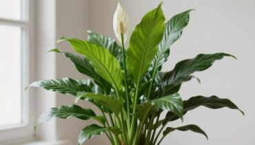 Friedenslilie ohne Blüten: die 3 wesentlichen Bedingungen, die Ihre Pflanze zum Wiederblühen benötigt