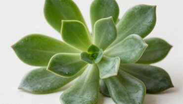 Orégano Orejón: Dieses afrikanische Kraut könnte Ihre Augen dank seiner natürlichen Carotinoide vor blauem Licht schützen