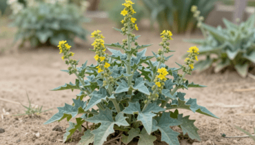 Wilder Lattich: Dieses Unkraut, das das antike Ägypten als natürliches Beruhigungsmittel nutzte, offenbart seine medizinischen Tugenden