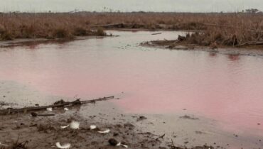 Florida: Flamingos finden nach einem Jahrhundert des Verschwindens dank der Wiederherstellung der Everglades ihren ursprünglichen Lebensraum wieder