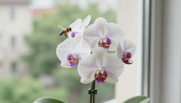 Üppige Orchideen: Der Zitronentrick für glänzende Blätter und eine reichliche Blüte