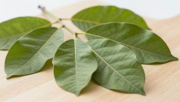 Zahngesundheit: Wie Guavenblätter natürlich Plaque reduzieren und das Zahnfleisch festigen