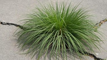 Goosegrass: Wie dieses tropische Unkraut Leber, Nieren und Kreislauf natürlich unterstützt