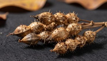 Reisende Samen: Warum Pflanzen Ihre Kleidung zur Fortpflanzung nutzen Reisende Samen: Warum Pflanzen Ihre Kleidung zur Fortpflanzung nutzen