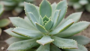 Kalanchoe pinnata: Diese Gartenpflanze heilt laut traditioneller Medizin 20 verschiedene Leiden