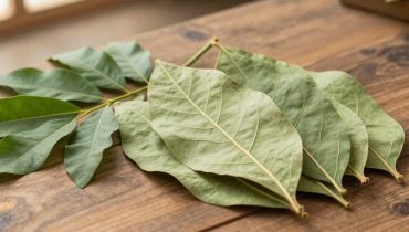Guavenblätter: Wie sie den Blutzucker regulieren und Ihr Herz natürlich schützen