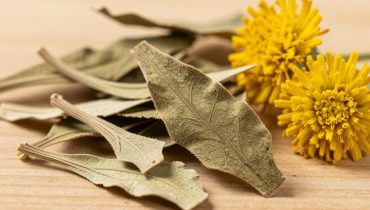 Königskerze: Diese Heilpflanze verbessert die Gesundheit der Atemwege, beruhigt die Haut und stärkt natürlich die Immunität