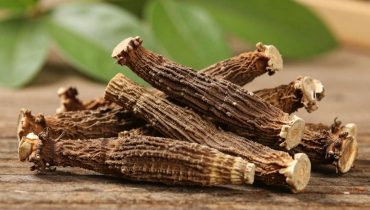 Klettenwurzel: Wie diese jahrtausendealte Pflanze die natürliche Entgiftung unterstützt und die Immunität im Alltag stärkt Klettenwurzel: Wie diese jahrtausendealte Pflanze die natürliche Entgiftung unterstützt und die Immunität im Alltag stärkt