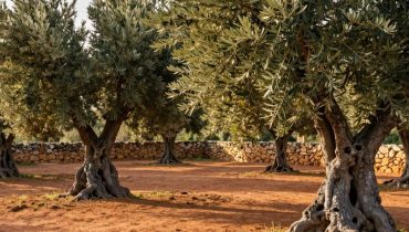 Olivenbaum: Was die Wissenschaft nach 6.000 Jahren Kultivierung wirklich über seine Vorteile bestätigt