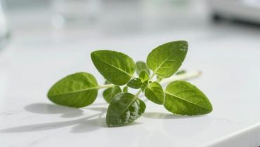 Oregano: Wie diese Pflanze antibiotikaresistente Bakterien bekämpft und das Darmgleichgewicht wiederherstellt