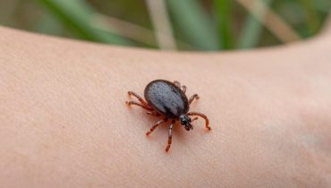Lone-Star-Zecke: Wie man sie erkennt und welche Krankheiten sie wirklich überträgt Lone-Star-Zecke: Wie man sie erkennt und welche Krankheiten sie wirklich überträgt